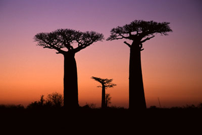 Madagascar